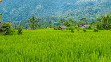 Çalıştırıcılar, yemyeşil yeşil pirinç tarrace. Bali, Endonezya