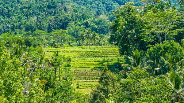 Carreras de arroz cerca de la selva en Sidemen en Sunny Day, Bali, Indonesia — Foto de Stock