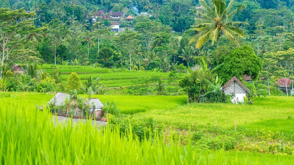 Arroz verde exuberante tarrace em Sidemen. Bali, Indonésia — Fotografia de Stock