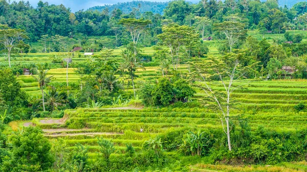Terrazze di riso e alcune capanne tra, Sidemen, Bali, Indonesia — Foto Stock
