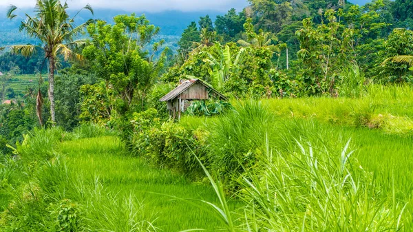 Ris terrass under vatten i Sidemen. Bali, Indonesien — Stockfoto