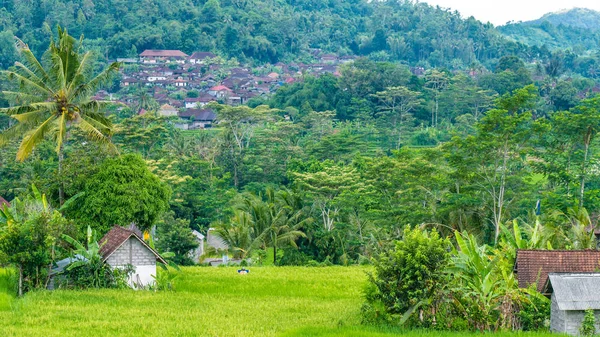 Grönskande grönt ris terrass i Sidemen. Bali, Indonesien — Stockfoto