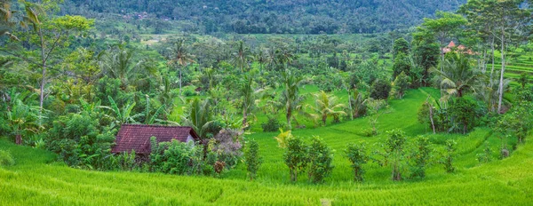 Yemyeşil yeşil pirinç tarrace ve Çalıştırıcılar, Bali, Endonezya bir kulübede — Stok fotoğraf