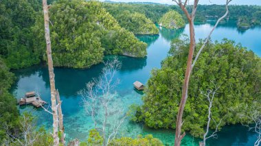 Bambu mangrov Warikaf aile yanında konaklama, Kabui Bay ve geçiş yakın kulübede. Gam Island, Papua Batı, Raja Ampat, Endonezya