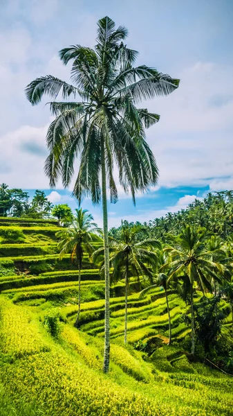 Μοναχικό ωραίο ψηλό φοίνικες με μεγάλα κλαδιά καταπληκτική Τεγκαλάλανγκ ρύζι βεράντες, Ουμπούντ, Μπαλί, Ινδονησία — Φωτογραφία Αρχείου