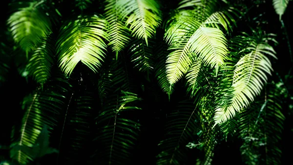 带阴影的蕨叶在雨林，巴厘岛，巴厘岛， — 图库照片
