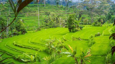 Çalıştırıcılar, yemyeşil yeşil pirinç tarrace. Bali, Endonezya