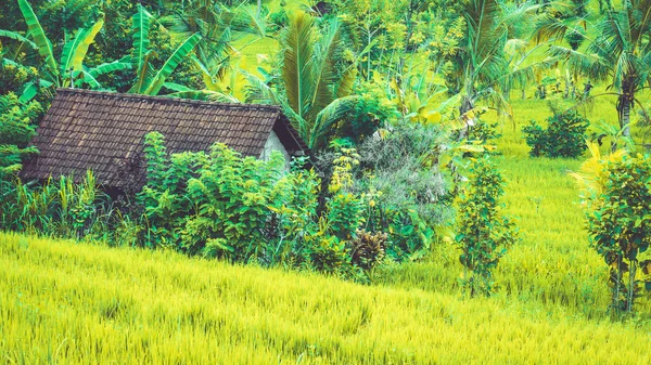 Cabane à Riz vert luxuriant à Sidemen, Bali, Indonésie — Photo