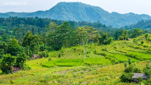 Terrazze di riso e alcune capanne tra, Sidemen, Bali, Indonesia — Foto Stock