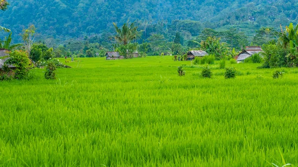 Razza di riso verde lussureggiante a Sidemen. Bali, Indonesia — Foto Stock