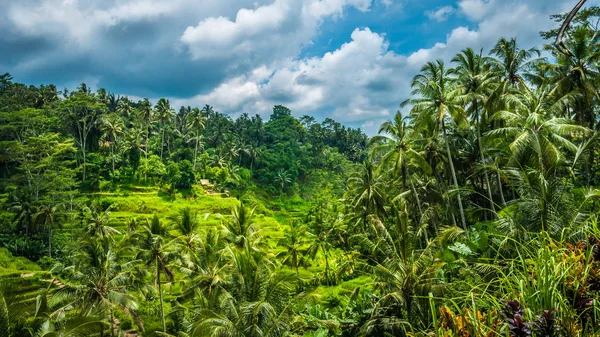 Campos surpreendentes do terraço do arroz de Tegalalalang e algumas palmeiras ao redor, Ubud, Bali, Indonésia — Fotografia de Stock