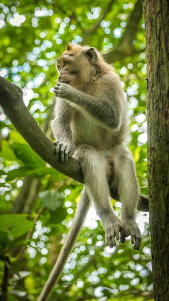 Macacos de cauda longa sentados em uma Árvore, Macaca fascicularis, na Floresta do Macaco Sagrado, Ubud, Indonésia — Fotografia de Stock