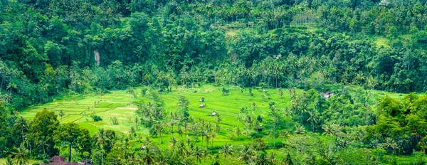 Rice tarraces and some huts between, Sidemen, Bali, Indonesia — Fotografia de Stock