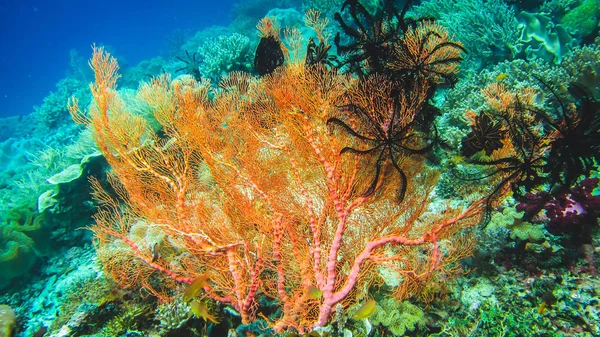 カラフルなソフト サンゴ礁とダイバー Raja Ampat、インドネシアで — ストック写真