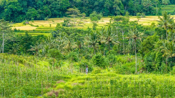 Pirinç tarraces ve bazı kulübelerin arasında Çalıştırıcılar, Bali, Endonezya — Stok fotoğraf