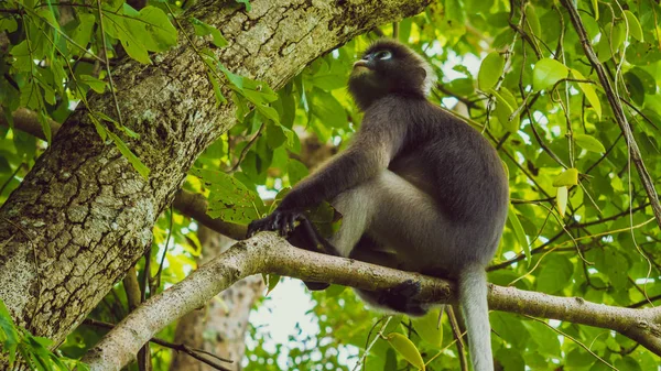 Macaco de folha cremosa, Langur na floresta — Fotografia de Stock