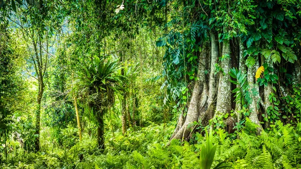 Huge ancient Banyan tree covered by vines in Bali Jungle — Stock Photo, Image