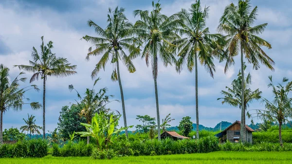 水稻 tarrace，Sidemen 附近一些椰子棕榈树。印度尼西亚巴厘岛 — 图库照片
