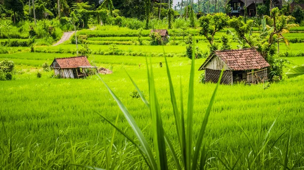 Két kunyhók, a buja zöld rizs-i nagy Sidemen, Bali, Indonézia — Stock Fotó