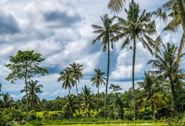 Pirinç tarrace, Çalıştırıcılar yakınındaki Hindistan cevizi palmiye ağaçları. Bali, Endonezya — Stok fotoğraf
