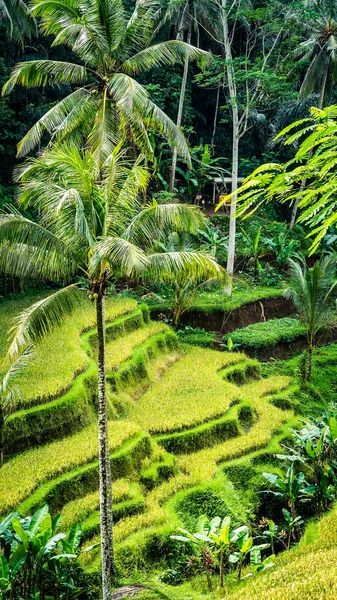 Gros plan sur le magnifique palmier géant des champs de riz de Tegalalang, Ubud, Bali, Indonésie — Photo