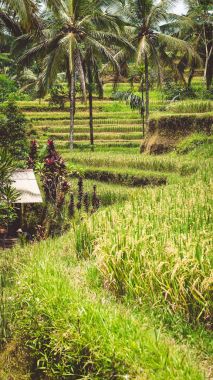 İnanılmaz Tegalalang pirinç Teras alanları, Ubud, Bali, Endonezya güzel büyük hurma ağacının yakın çekim