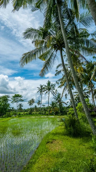 水稻 tarrace，Sidemen 附近的椰子棕榈树。印度尼西亚巴厘岛 — 图库照片