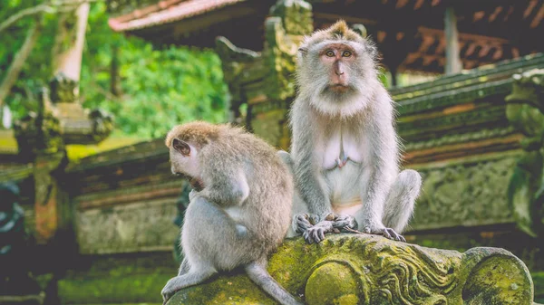 Tristemente olhando Macaco Macaco de cauda longa na floresta de macacos em Bali — Fotografia de Stock