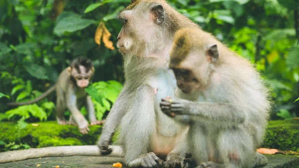 Macaco de cauda longa com filhotes em forragem. Macaca fascicularis, na Floresta do Macaco Sagrado, Ubud, Indonésia — Fotografia de Stock