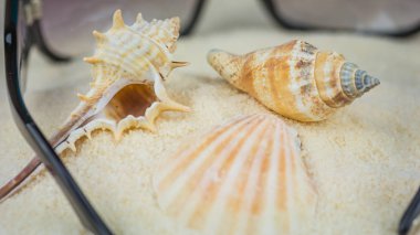 Kabuklu ve diğer deniz kabukları ve plajda güneş gözlüğü