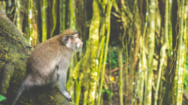 Macacos de cauda longa sentados em uma Árvore, Macaca fascicularis, na Floresta do Macaco Sagrado, Ubud, Indonésia — Fotografia de Stock