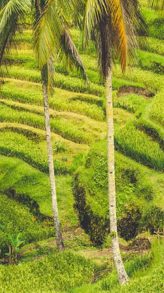 Gros plan sur le magnifique palmier géant des champs de riz de Tegalalang, Ubud, Bali, Indonésie — Photo