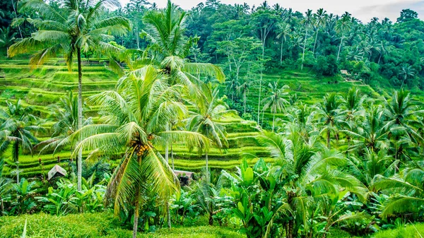 Csodálatos Tegalalang terasz rizsföldek és néhány pálma fák körül, Ubud, Bali, Indonézia — Stock Fotó