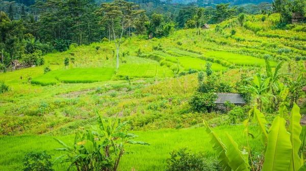 Grönskande grönt ris terrass i Sidemen. Bali, Indonesien — Stockfoto