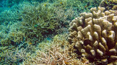 Batu Lima yakınlarındaki Renkli Sert Mercanlar, Gam, Raja Ampat, Endonezya