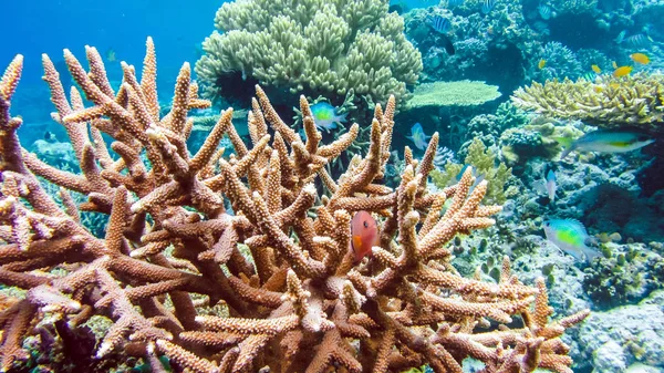 カラフルなサンゴと Raja Ampat コーエイ総合研究所インドネシアの周りいくつかのサンゴ魚 — ストック写真