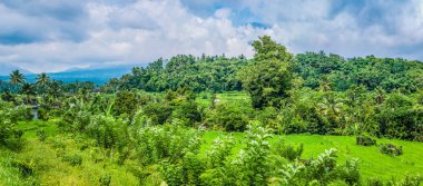 Pirinç tarrace ve Çalıştırıcılar süper yeşil ormanda. Bali, Endonezya