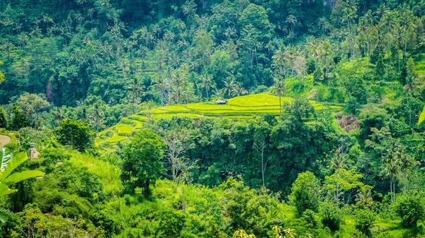 Tarraces de arroz e cabana no meio da selva, músicos, Bali, Indonésia — Fotografia de Stock