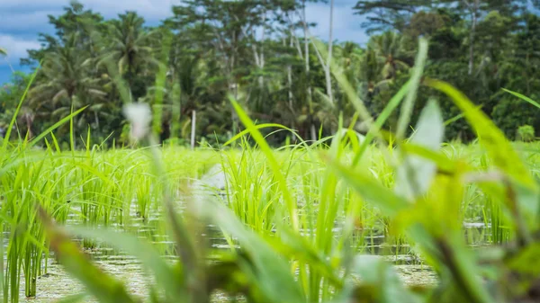 水稻领域站在前面的棕榈树，印度尼西亚巴厘岛的水 — 图库照片