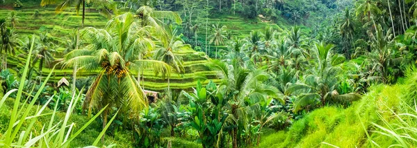 Superbes champs de riz de Tegalalang et quelques palmiers autour, Ubud, Bali, Indonésie — Photo