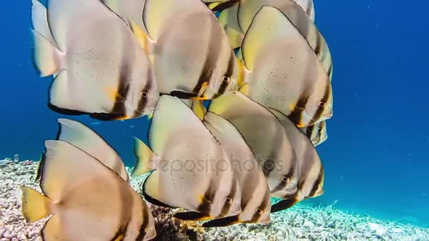 Grupo de Tallfin Batfish em pé calma na borda do riff perto de Pier na Ilha Kri, Raja Ampat, Indonésia — Vídeo de Stock