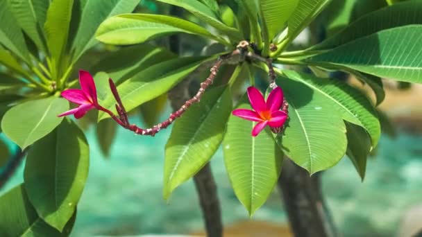 Pétalos rojos vívidos y tallos de plumería en flor balanceándose sobre el viento, océano azul sobre fondo — Vídeo de stock