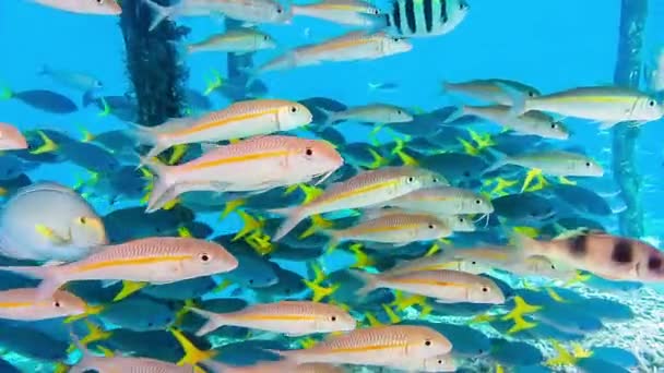 School van de Barbeel en gele staart fusilier zoeken onderdak onder pier pole, Kri Island, Raja Ampat, Indonesië — Stockvideo