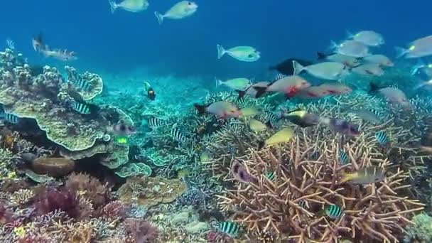 Färgglada revfiskar simning över ett korallrev i Raja Ampat, Indonesien. Regionen med den högsta marina biologiska mångfalden i världen. Bästa platsen för dykare och snorklare — Stockvideo