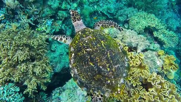 Tortuga carey nadando sobre un arrecife de coral duro y suave en la isla Raja Ampat Kri, Papúa Occidental, Indonesia — Vídeo de stock