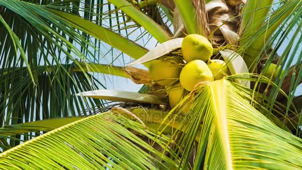 Blick von unten auf einen Kokosnussstrauß auf einer Palme in sonnigem Dally-Licht, das sich leicht durch die Meeresbrise bewegt — Stockvideo