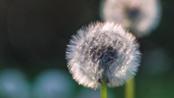 Dos cabezas de semilla de diente de león, destellos de luz solar parpadean en el sitio izquierdo, bonito bokeh redondo, de cerca — Vídeos de Stock