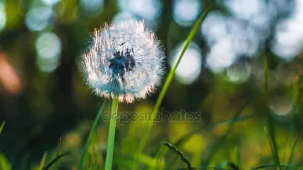 El diente de león oyó el movimiento de la brisa del viento, las semillas cayendo, las bengalas de luz solar y el bokeh redondo jugando en el fondo, de cerca — Vídeo de stock