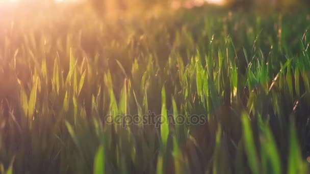 Gambi di grano Jung che si muovono dal vento in caldi chiarori di luce del tramonto di primavera sera. Profondità di campo bassa da vicino — Video Stock