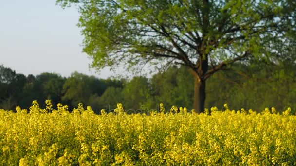 Un champ de colza jaune frais en fleurs avec un grand chêne en arrière-plan — Video